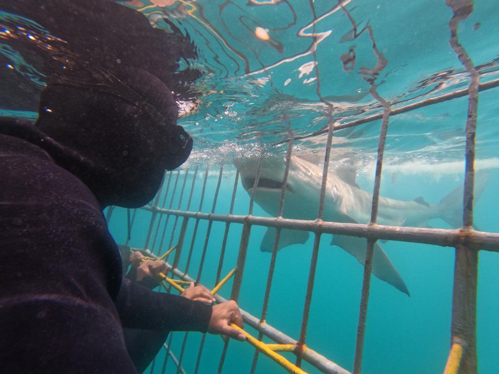 It’s a beautiful day to be in the cage!! 🤩 Join #WhiteSharkProjects and check the long-standing #sharkcagediving off your #bucketlist! ✅ 🦈 

Contact us and make a booking today! Whatsapp: +27 76 245 5880, Email bookings@whitesharkprojects.co.za 📞📧

#sharks #adventure #travel
