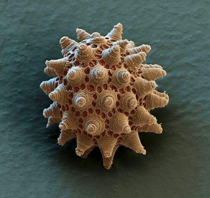 Tardigrades can survive the most extreme conditions and the same is true for their eggs, which show a remarkable geometric beauty.

Tardigrades have survived all five recognized mass extinctions due to their plethora of survival characteristics, including the ability to survive