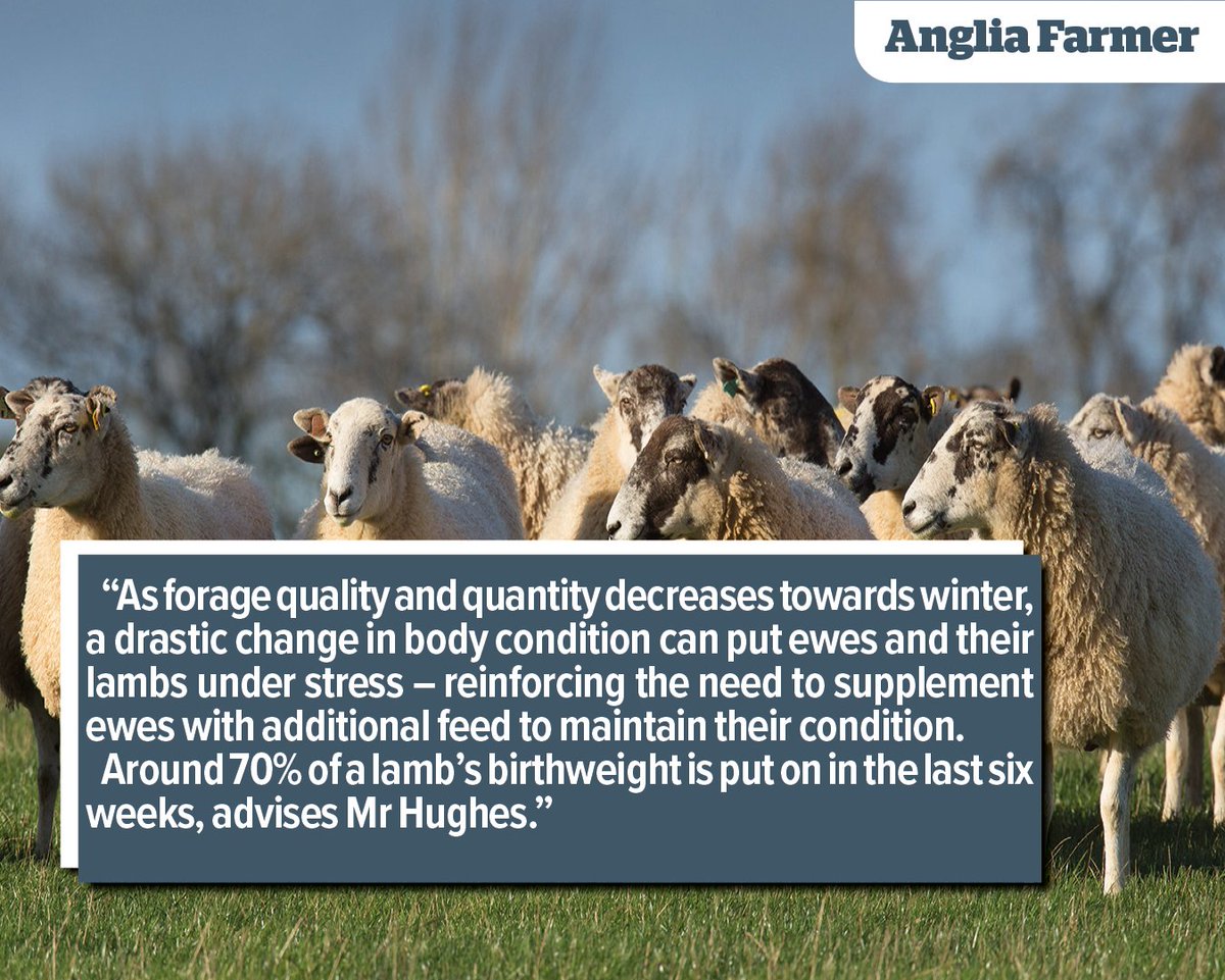 High scanning percentages are prompting reminders for sheep producers to adjust ewe management this winter.

#farminguk #farming #backBritishfarming