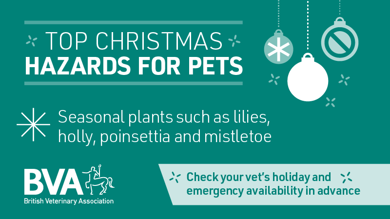 #DidYouKnow Festive plants such as lilies, mistletoe, holly, poinsettia and ivy are great seasonal decorations, but they can be poisonous to cats. Make sure you pet-proof your home this #Christmas to avoid an emergency trip to the vets. Top tips: ➡️ow.ly/r0rw50QiO6e