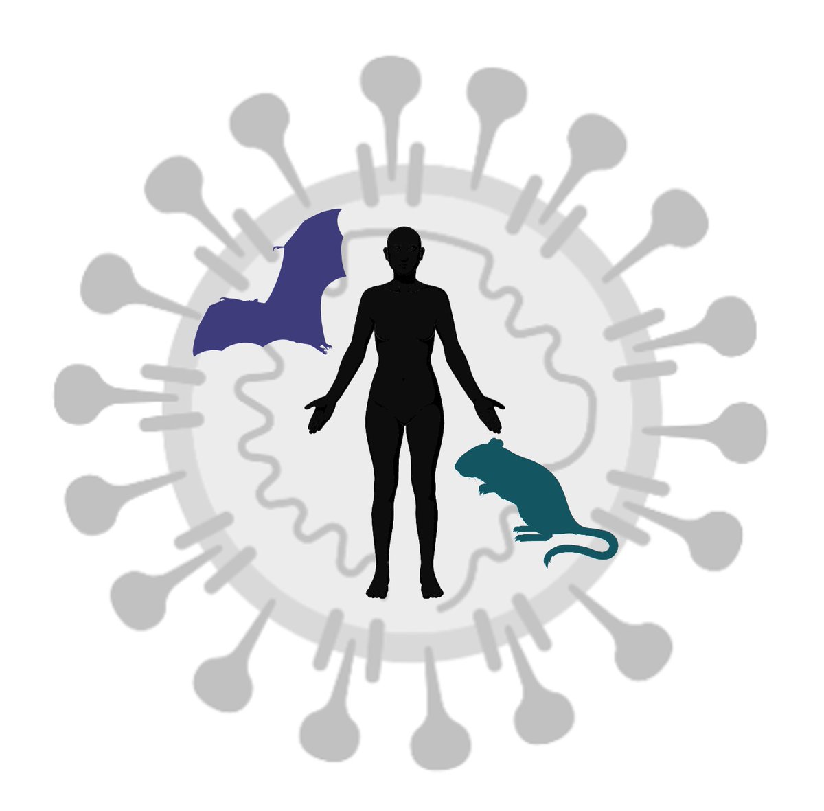 🔔'Tis the season...to apply for a new job?! My group @MedCambridge is recruiting for 2 posts: Postdoc: jobs.cam.ac.uk/job/44181/ Research assistant: jobs.cam.ac.uk/job/44250/ Both roles will seek to improve our understanding of coronavirus cross-species transmission. #preparedness