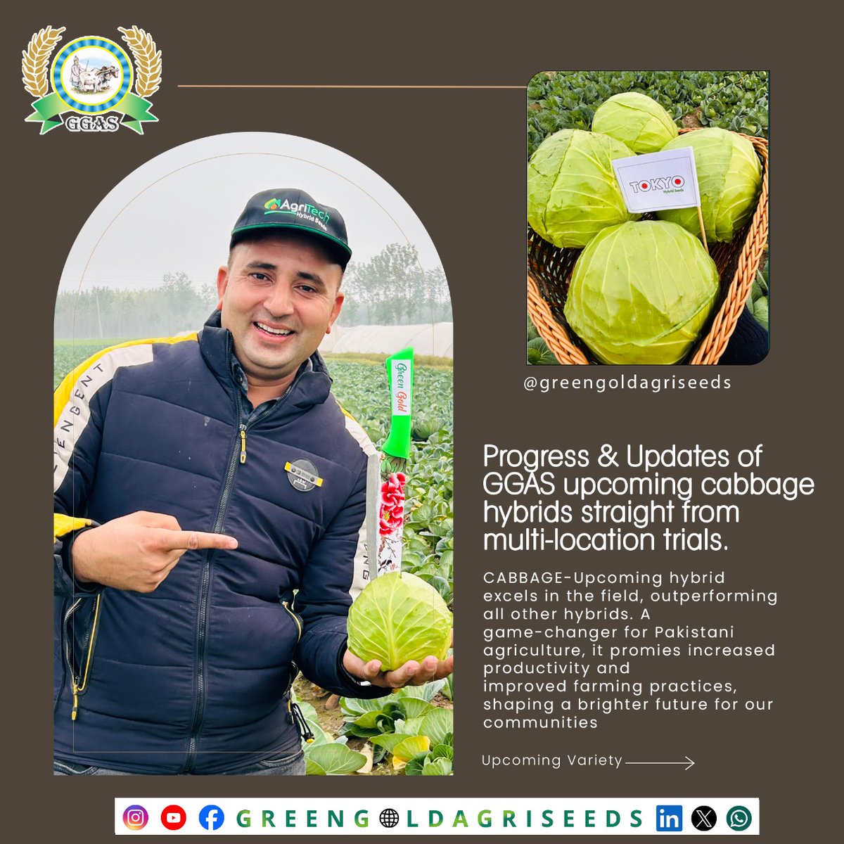 CABBAGE-242649 has demonstrated remarkable performance in field #CabbageInnovation #AgTechAdvancement #FarmSuccess #FutureOfFarming #AgriculturalBreakthrough #CropExcellence #HarvestingSuccess #GreenRevolution #AgInnovation #PakistanAgriTech #CABBAGE242649Success