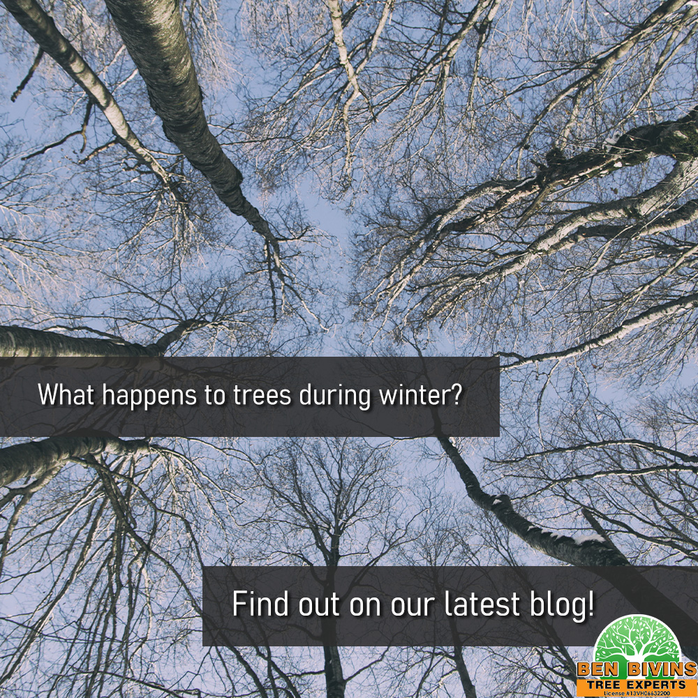 BivinsTree's tweet image. Want to learn more about what happens to trees during winter? Check out our latest blog and find out!
BenBivinsTreeExpertsNJ.com/blog
#treeblog #treeinfo #treestuff #wintertrees