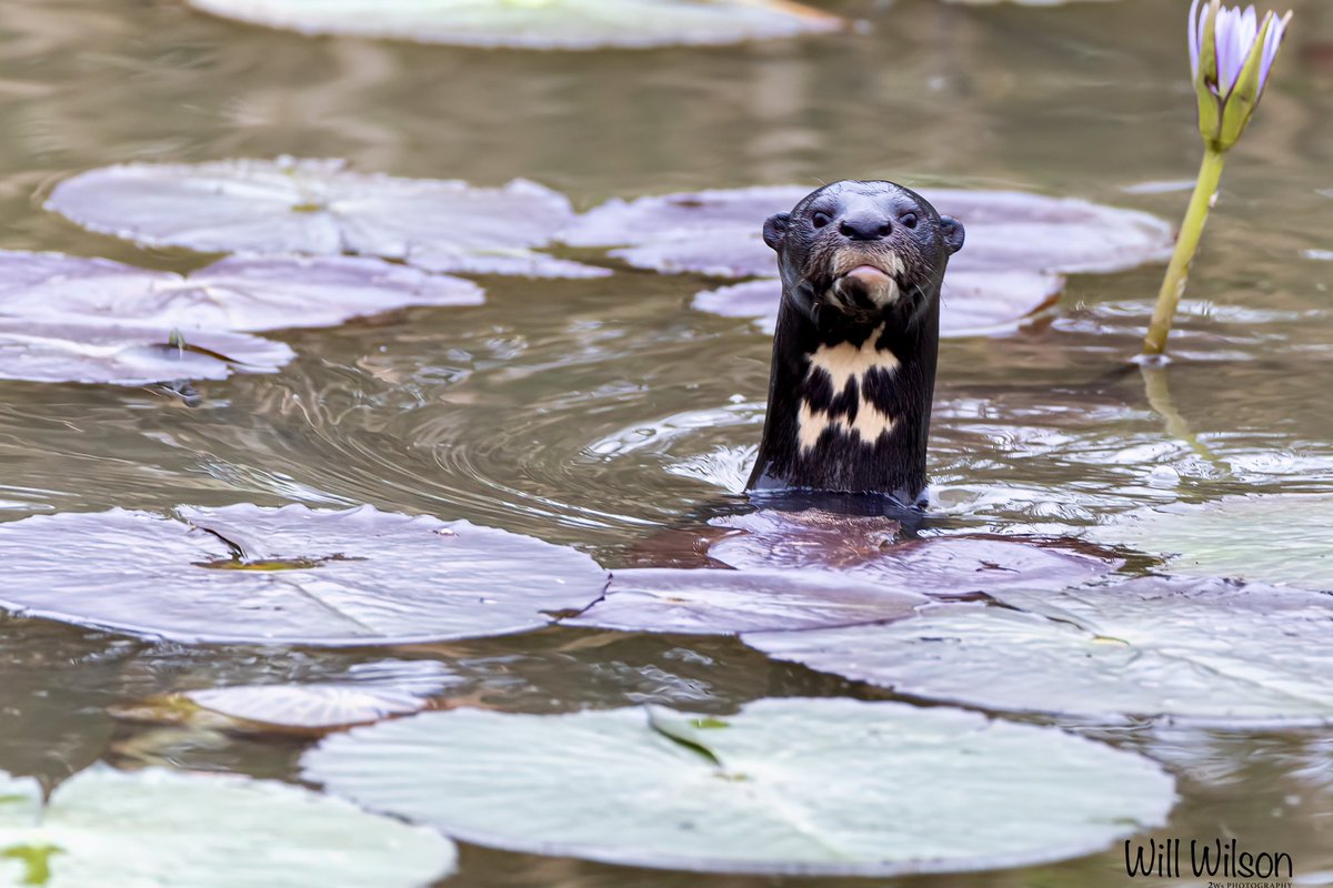 This is the other inquisitive Spotted-necked Otter that said popped up to say hello to me yesterday morning. I’m still smiling at the whole experience! 📍@nyandungupark @CityofKigali #RwOT #Rwanda #wetlandrestoration