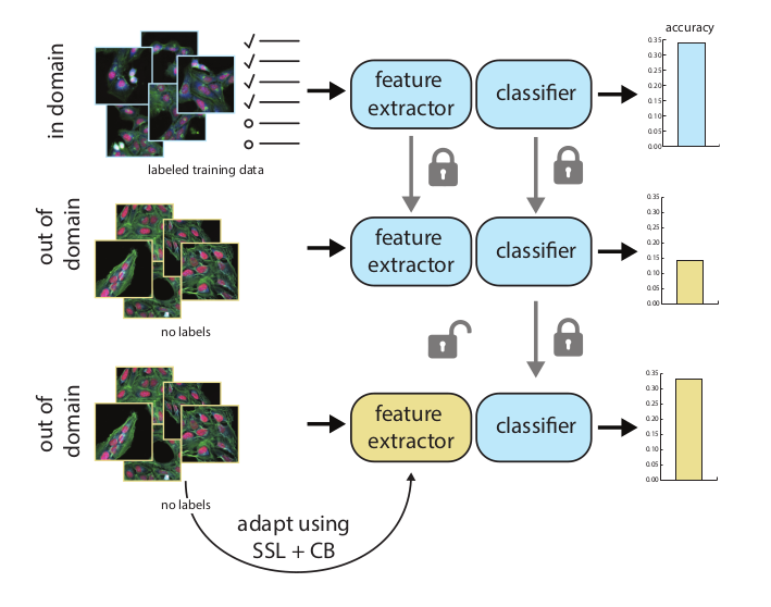 gklambauer's tweet photo. Bridging Generalization Gaps in High Content Imaging Through Online Self-Supervised Domain Adaptation
Bioimaging data usually comes from different sources which means strong domain shifts. Domain Adaptation is thus critical for bioimages. #JUMPCP
Paper: https://t.co/mrBoJvgFnh https://t.co/JDbNERHfPu