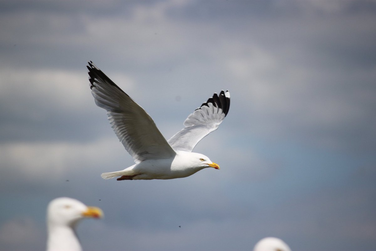 Interested in emerging #conservation conflicts in a changing landscape. Using habitat and population modelling & stakeholder participation in herring #gulls with @bunnefeld @JMatthiopoulos @lucy_seabirds @Nina_OHanlon @IapetusDTP iapetus2.ac.uk/studentships/u… Deadline: 5 January