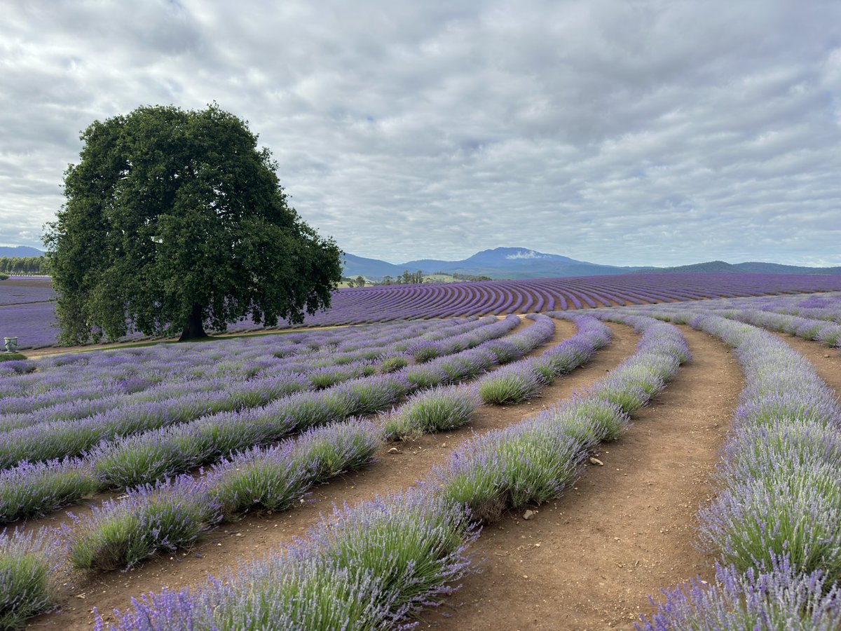 Todays view Friday 15th December 

#tasmanian #tasmania #nofilter #discovertasmania #lavender #lavenderfields <a href="/Australia/">Australia</a> <a href="/7tasnews/">7 Tasmania News</a> <a href="/NthEastTasmania/">North East Tasmania</a> <a href="/VisitNorthTas/">Visit Northern Tasmania</a> <a href="/belindakingtas/">Belinda King</a> <a href="/CityLaunceston/">City of Launceston</a> <a href="/tasmania/">Discover Tasmania</a> <a href="/woofmediaweb/">WOOF Media</a> <a href="/Qantas/">Qantas</a> <a href="/VirginAustralia/">Virgin Australia</a> @JetstarAirway