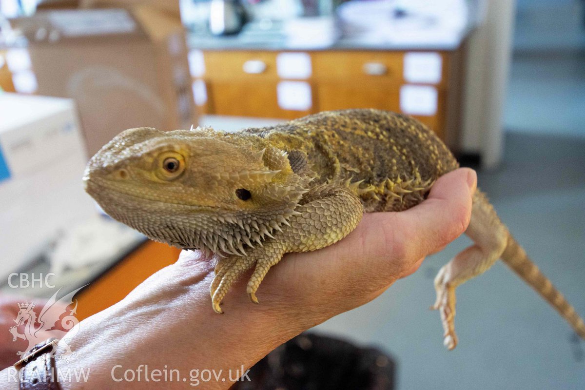 We think every science prep room should have a resident bearded dragon This one lives at Cathays High School, #Cardiff & was photographed as part of @RC_Survey’s programme of recording 20th century schools 📸Meilyr Powel, 2022 zurl.co/7UFa #Decembeard #NewlyCatalogued