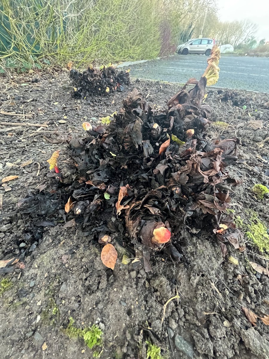 Rhubarb in the car park ⁦@Grow_HQ⁩ starting to sprout already 😳