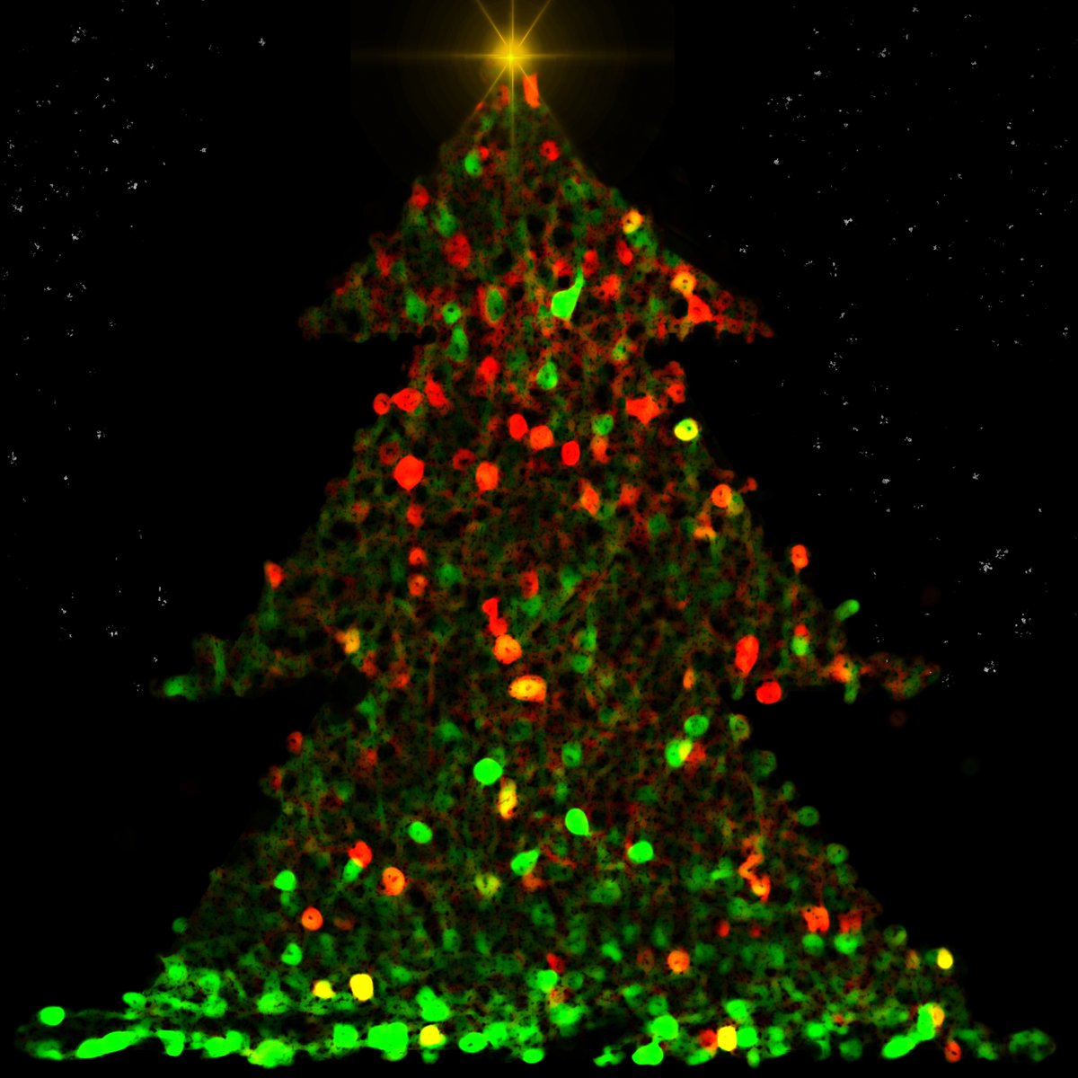 FMI science (@fmiscience) on Twitter photo ✨Wishing our community and all our friends a happy holiday season and a wonderful new year! ✨
This festive tree is made out of a microscope shot of neurons in the mouse brain (🔬courtesy of <a href="/Sean__OToole/">Sean O'Toole</a>, a postdoc in the lab of <a href="/georg98keller/">Georg Keller</a>) ✨Wishing our community and all our friends a happy holiday season and a wonderful new year! ✨
This festive tree is made out of a microscope shot of neurons in the mouse brain (🔬courtesy of <a href="/Sean__OToole/">Sean O'Toole</a>, a postdoc in the lab of <a href="/georg98keller/">Georg Keller</a>)