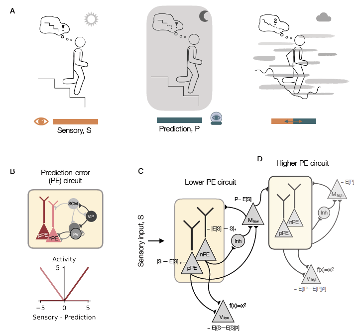 How do neural networks estimate the uncertainty of sensory inputs and predictions thereof? In our new work, we propose a central role for prediction-error circuits. biorxiv.org/content/10.110… with Loreen Hertäg and @k47h4