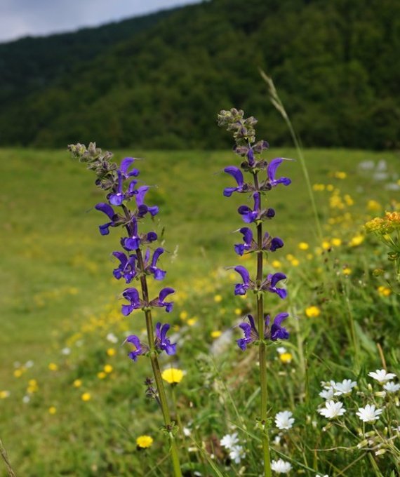 5) Le 3 rane osservando di nascosto la libellula videro che spesso lei si posava e voleva tra la Salvia dei Campi. 
Decisero quindi di infettare quel prato.