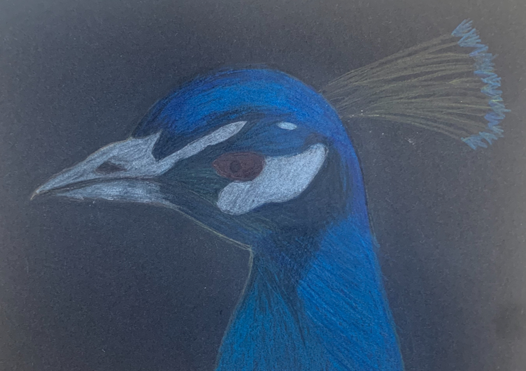castlefordart's tweet photo. A selection of Year 9's current skills project. Stunning work showing blending and layering with coloured pencil and oil pastel.🤩🎨👩‍🎨 https://t.co/VZ0tckCTx9