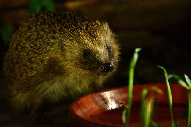 Winter can be a tough time for wildlife but there are lots of little ways we can help 💚 Leaving out water and regularly refreshing it can provide a vital source for a variety of mammals and especially when natural water sources may have frozen over ❄️🦔 📸Julia Moyse