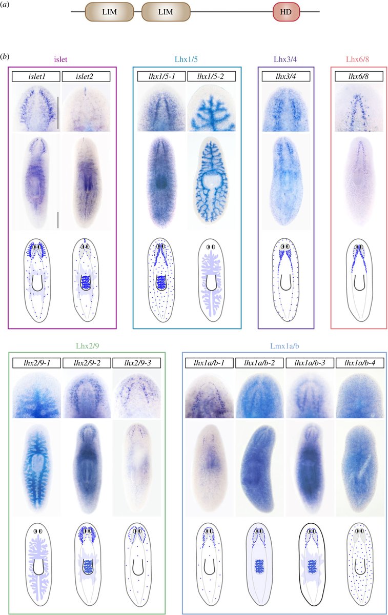 #PapersBiologiaUB | 🔬 Sabies que les planàries poden regenerar l'intestí, els ulls i fins i tot un cervell funcional? 🧬 Aquest estudi revela possibles patrons de creixement axial i axonal i especifica diferents cèl·lules neuronals i intestinals. twitter.com/planlab_bcn/st…