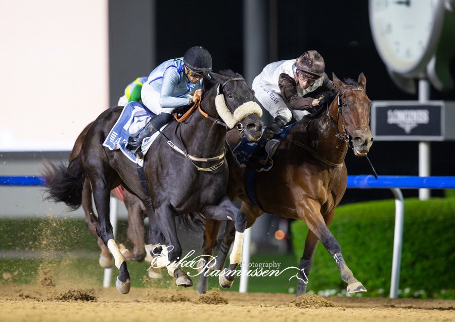 Strong horse 🥇🏆