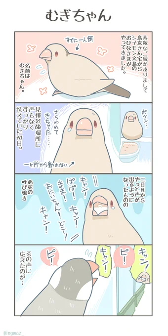 新入りのむぎちゃん(1/2)  #漫画が読めるハッシュタグ #Buncho #文鳥