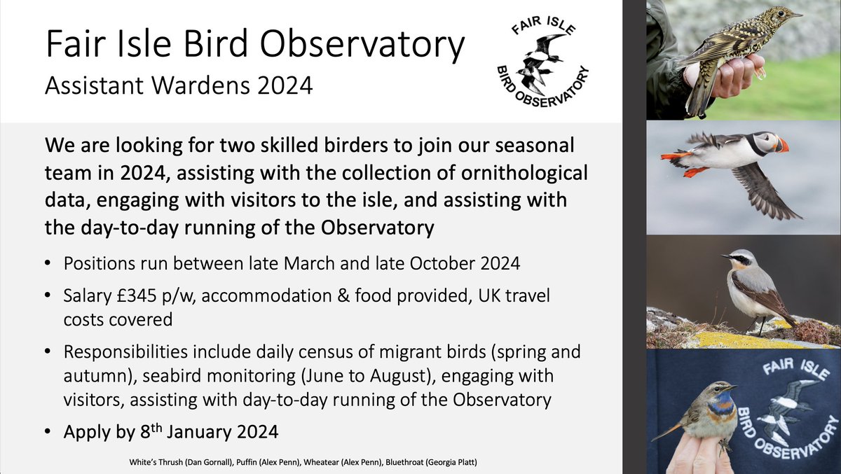 We’re looking for two skilled birders to join us as Assistant Wardens in 2024, carrying out all aspects of the Obs programme, inc. spring and autumn census, seabird monitoring through the summer, and engaging with visitors to the isle. Full details here: fairislebirdobs.co.uk