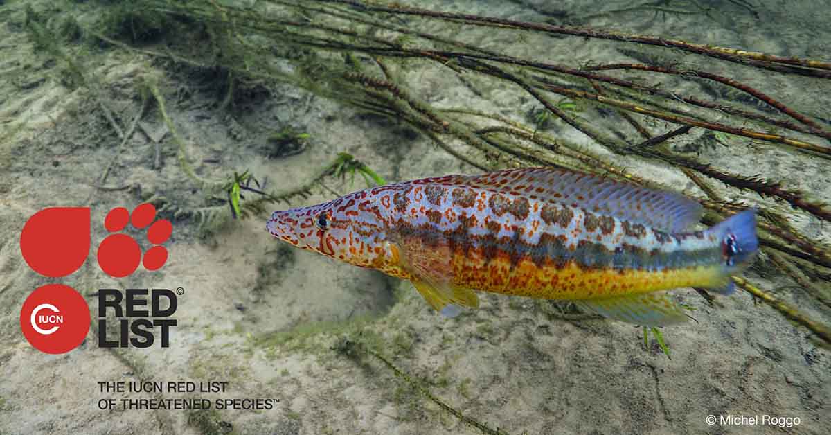 The first comprehensive assessment of the world’s freshwater fish species reveals that 25% are at risk of extinction. #ClimateChange, pollution, dams and extraction and overfishing are among the threats. Learn more in the latest @IUCNRedList update #COP28: bit.ly/41fwRVG