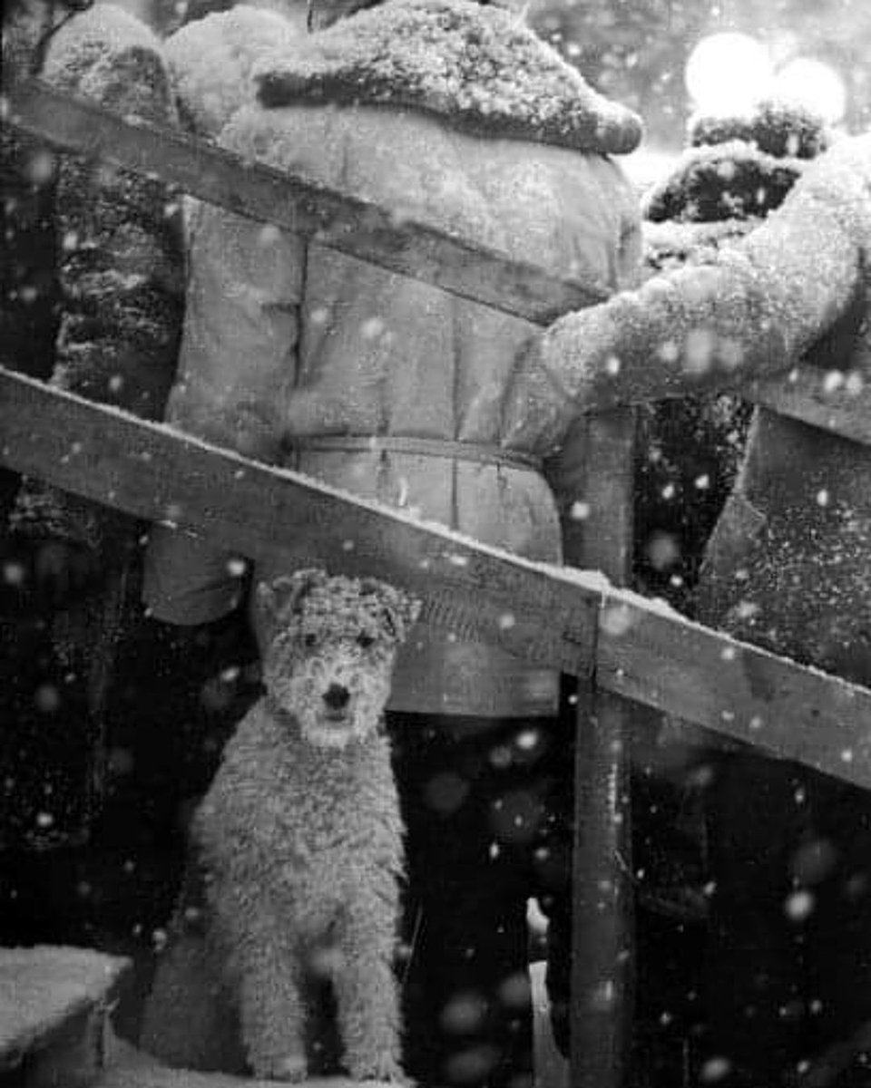 Little Snowy Dog 🐶❄️ by Roberto Do Cimbro #dog #snow #winter #bnw #cute
