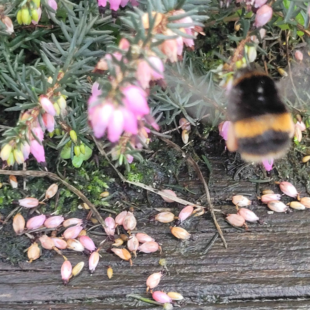 #RecordOfTheWeek today is a Buff-tailed Bumblebee (Bombus terrestris), seen in Goytre by Kate Marks. Perhaps a surprising sight, but there is evidence some queens stay active overwinter instead of hibernating: bumblebeeconservation.org/winter-active-…. Thanks for rec, submitted via LERC Wales App.