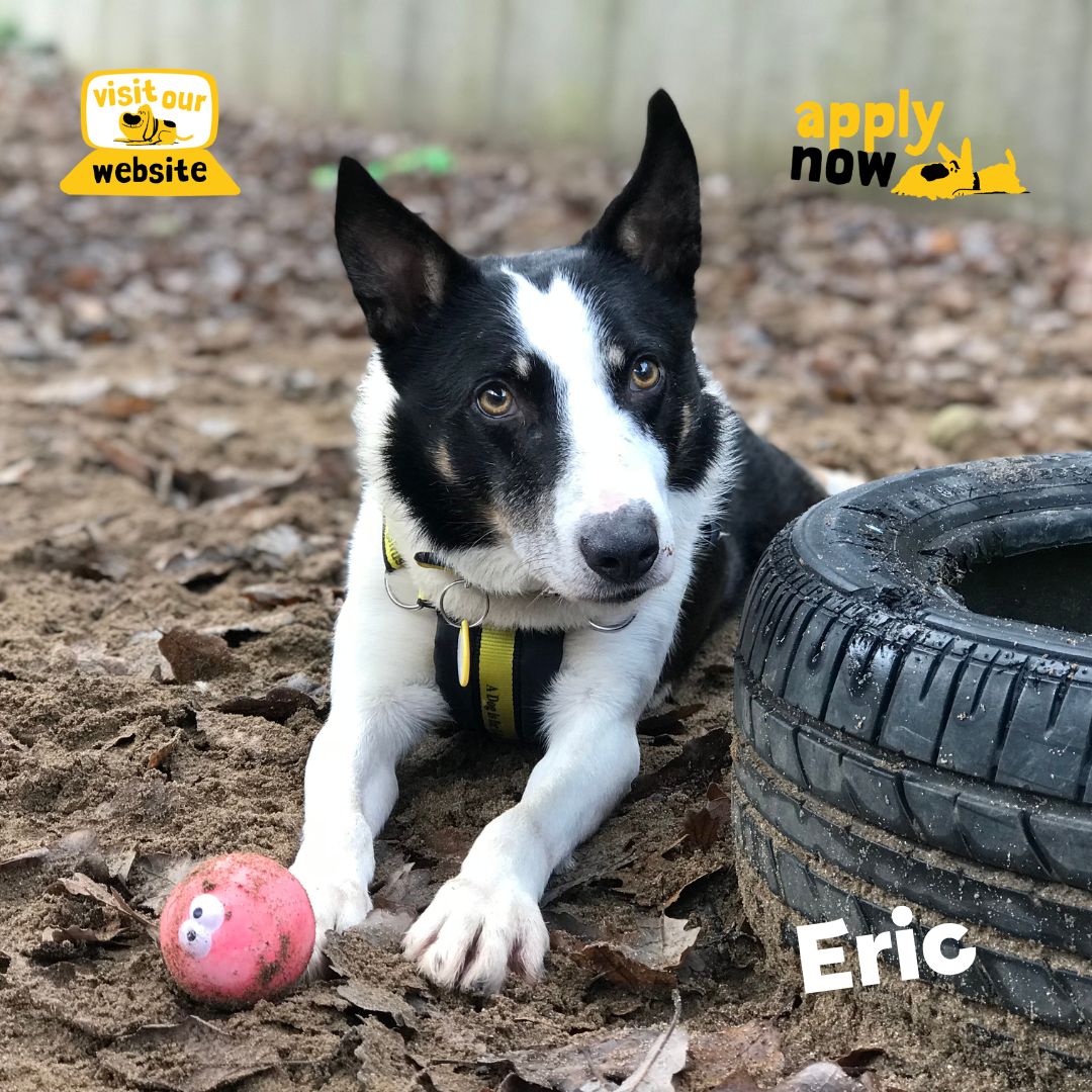 Have you checked out the @DogsTrust #Ilfracombe rehoming website recently? Dogs like Wiley and Eric are looking for homes. 🏡 dogstrust.org.uk/rehoming/our-c… 💛🐶💛 #ADogIsForLife #RescueDog #DogsTrustIlfracombe #AdoptFosterRescue #LoveDogs 🐾