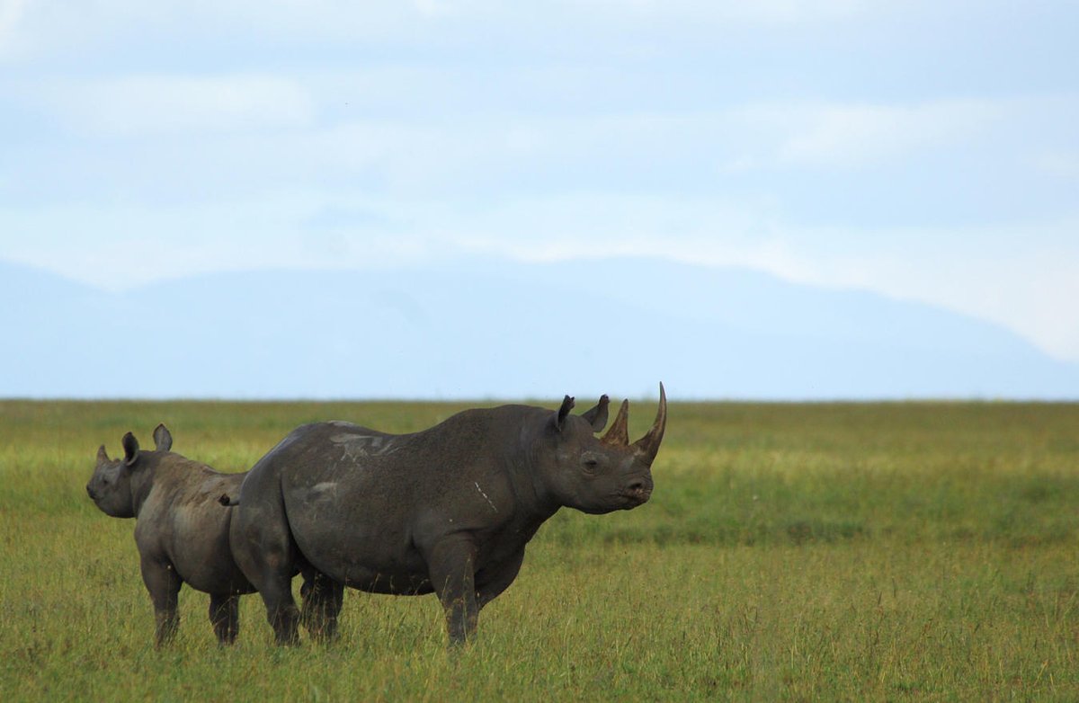 Black rhino standing alert in Ngorongoro Crater.

#experiencetheworldinauniqueway #travelgram #wanderlust #adventure #wildgeography #wildlife #tanzaniaparks #onlyafrica #africansafari #tanzaniasafari #traveltanzania #luxurysafari #wildlifeplanet #travel #360extremeadventures