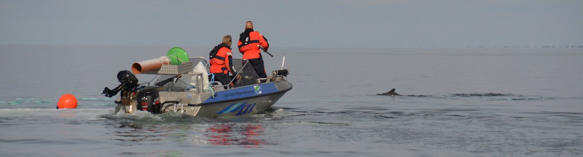 If you are interested in marine mammals and impacts of offshore wind the two new postdoc positions in Section for Marine Mammal Research at AU may be something for you (see international.au.dk/about/profile/…). You'll join a fantastic team! Please call for info. #JobOpening #Job #marine