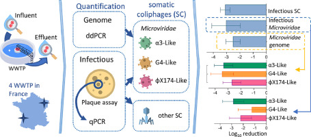 My latest article in collaboration with @LCPME_CNRS_UL looking at somatic coliphages in urban wastewater was published in @WaterRes_J ! sciencedirect.com/science/articl…