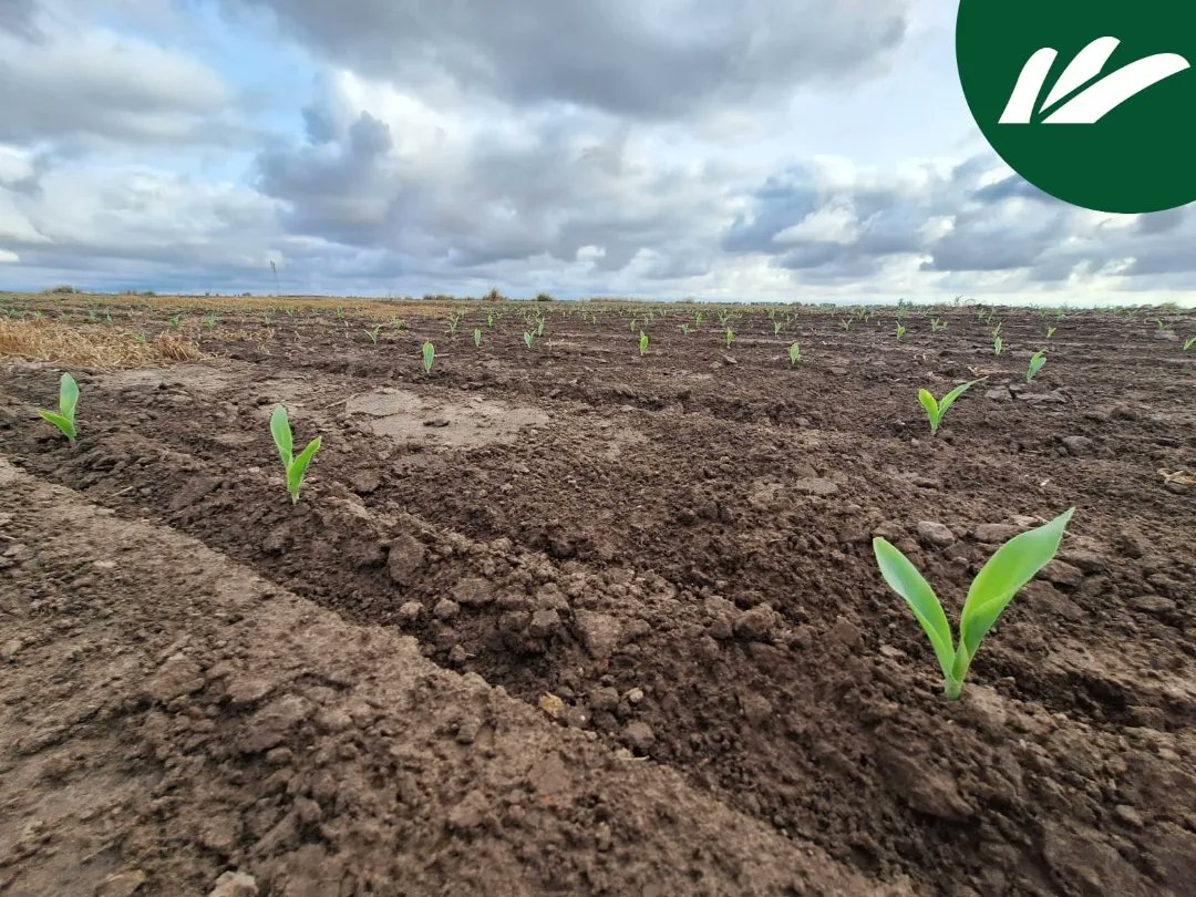 AgroProdas's tweet photo. Nos van llegando fotitos:

👉Siembra Brv8380 PWUE.
@brevantsemillas 

📍Freyre, Córdoba.

Acompañamos al productor...
#Maiz #Brevant #Tecnologia #Malezas 
#Plagas #Rendimiento #Versatil 
https://t.co/r8quI0iTsR https://t.co/OYRR3ryj97