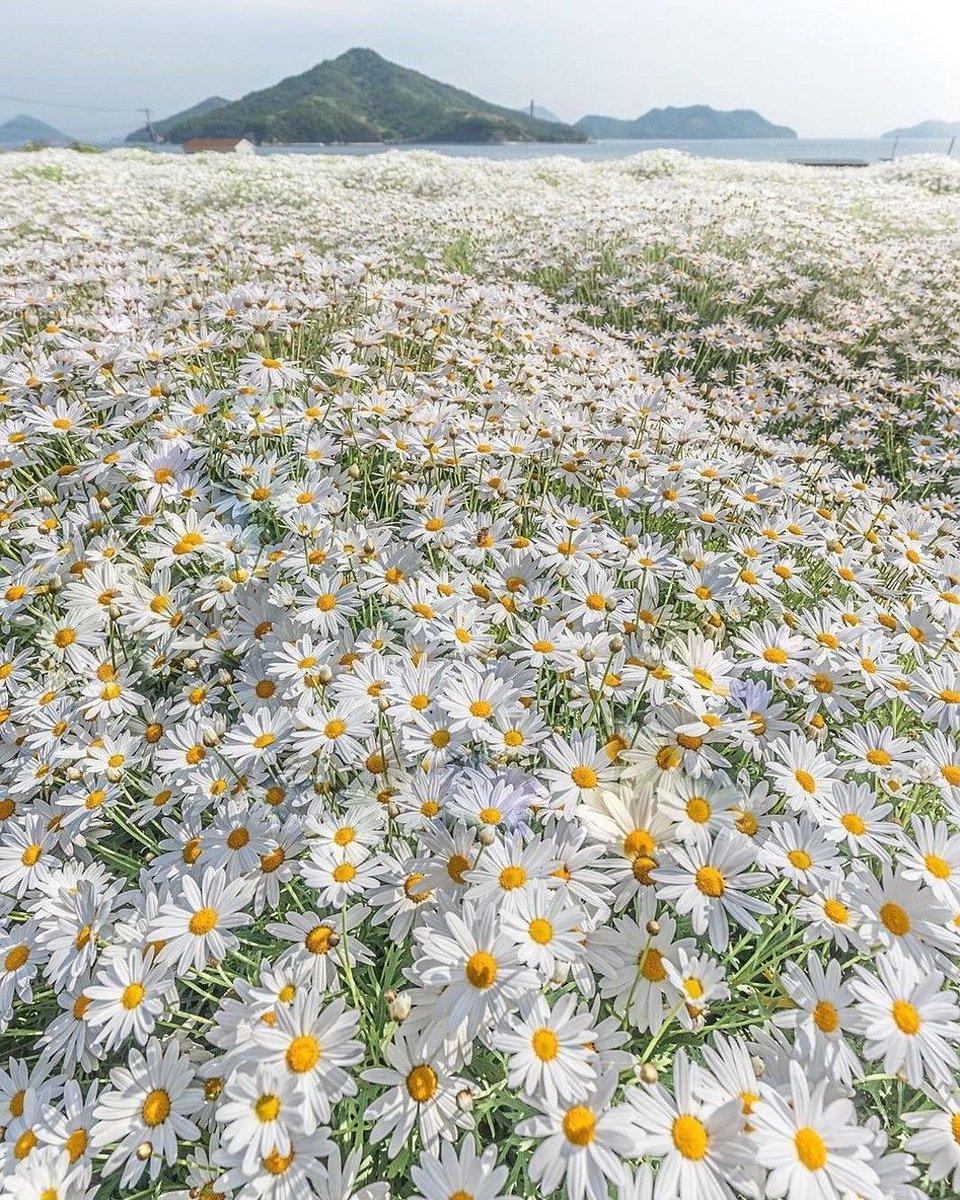 Wonderful Sunflower Field 🌻 by zeal_88 #flowers #sunflowers #field #nature