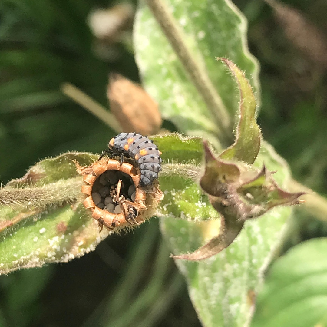 Wildflowers have many associated insects throughout their lifecycle not just the flowers providing nectar for bees but as a larder and shelter for a whole host of other little beauties. Here a young ladybird larva inspects the seed capsule of a Red Campion for aphids.