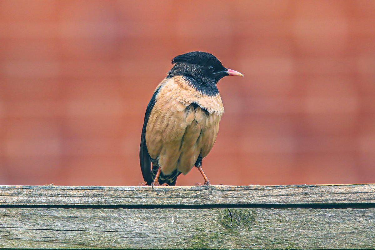 Tonight’s thread sitting on the fence I’ll start with this Rosy Starling Bolton UK 🇬🇧