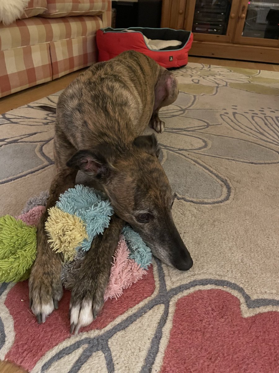 Patiently waiting for Santa. Or was it dinner…? ☺️ xx