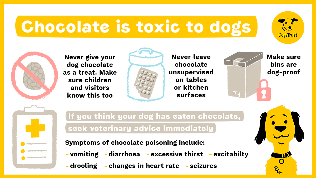 Attention pet parents! 🐕🍫 Chocolate can spell trouble for your four-legged pal. Explore our quick guide on how to safeguard your pets from accidental indulgence and how to recognise the signs of chocolate poisoning. Share the knowledge!
