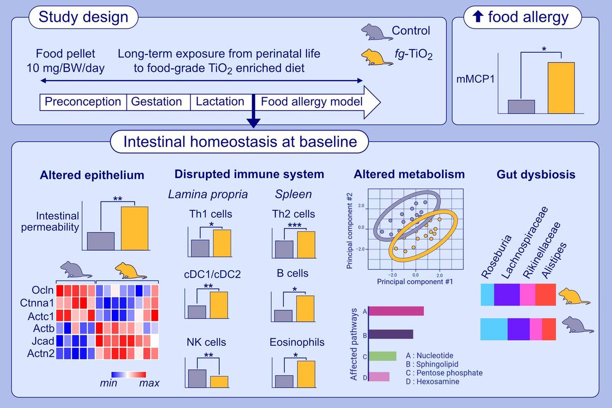 Long-term exposure from perinatal life to food-grade TiO2 alters intestinal homeostasis and predisposes to food allergy in young mice
First author: Mohammad Issa; corresponding author: Karine Adel-Patient
doi.org/10.1111/all.15…

This study investigates the effect of chronic