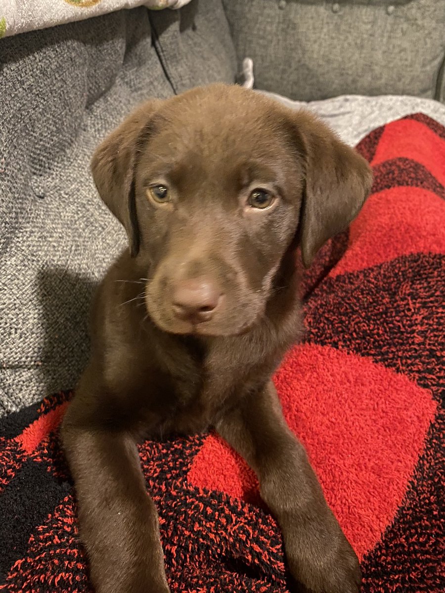 April Adkins (@aadkins0904) on Twitter photo Our sweet brown girl is one today!!! She lives like someone left the door open. Love this girl! Happy Birthday, Chesney!!! <a href="/CoachKAdkins/">Kyle Adkins</a> Our sweet brown girl is one today!!! She lives like someone left the door open. Love this girl! Happy Birthday, Chesney!!! <a href="/CoachKAdkins/">Kyle Adkins</a>
