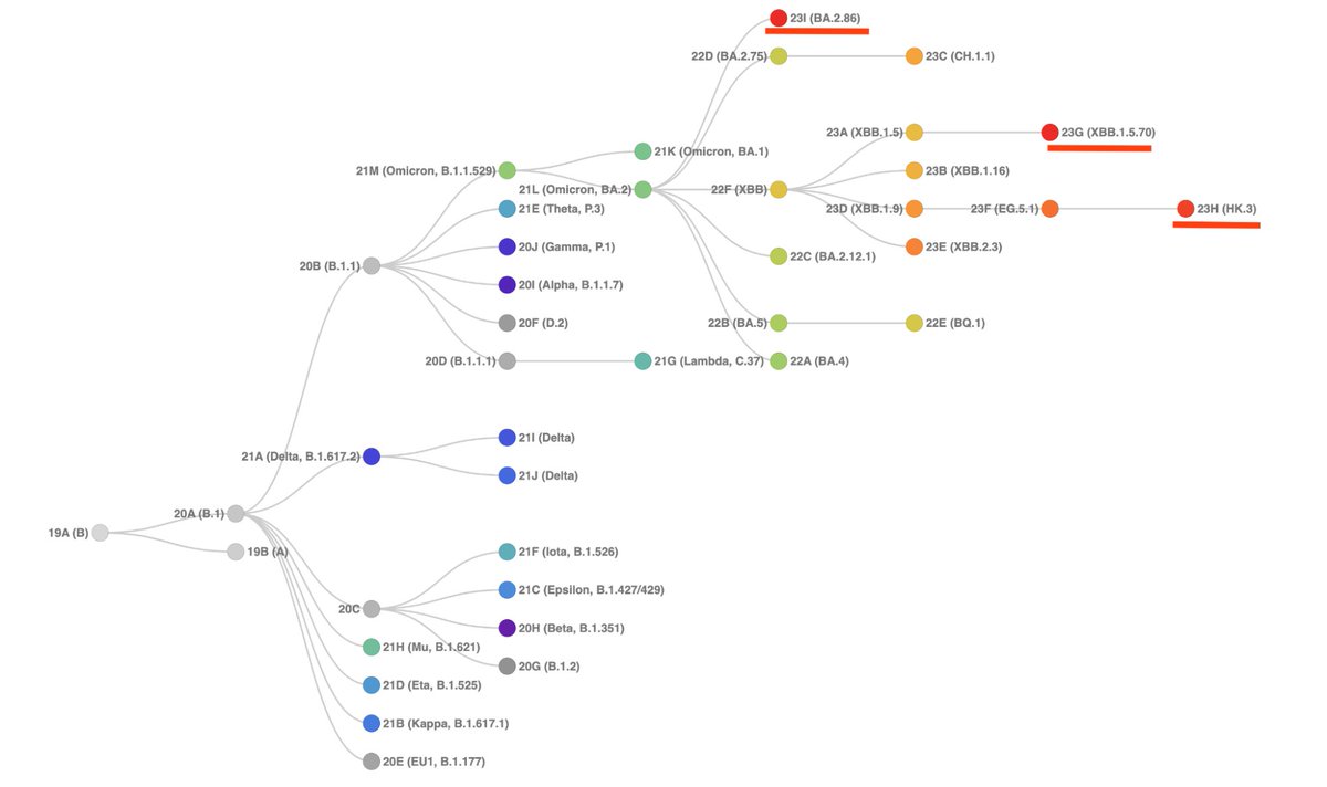 Based on their prevalence and rate of growth, we've designated 3 new Nextstrain clades from @PangoNetwork lineages:
23G (XBB.1.5.70)
23H (HK.3)
23I (BA.2.86)

1/9
