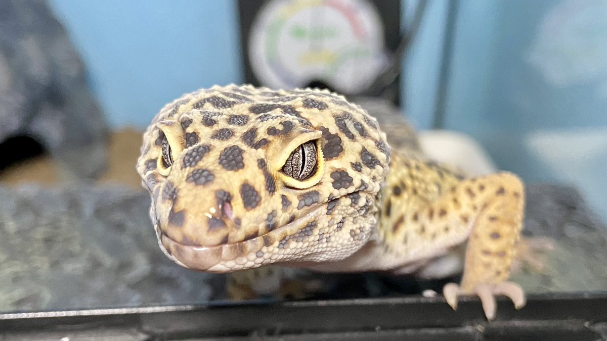 funikame's tweet photo. れもん氏🦎脱皮が近いかなー
体表がうっすら白っぽくなっています🤍

#ヒョウモントカゲモドキ #レオパードゲッコー #Leopardgecko #Commonleopardgecko #Eublepharismacularius #レオパのれもんちゃん #れもんちゃん #やわらかい人たち #ぷよぷよ族 #めんこちゃんず https://t.co/IpS7qjcvZN