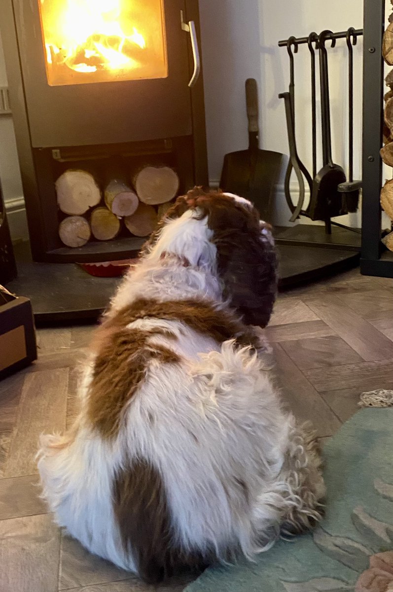 SpanielsSuper's tweet image. Are you feeling cold sweetheart?
I am mum &amp;amp; it’s lovely &amp;amp; warm here 🔥
#MosAfternoonSpot 
#WarmAndToasty