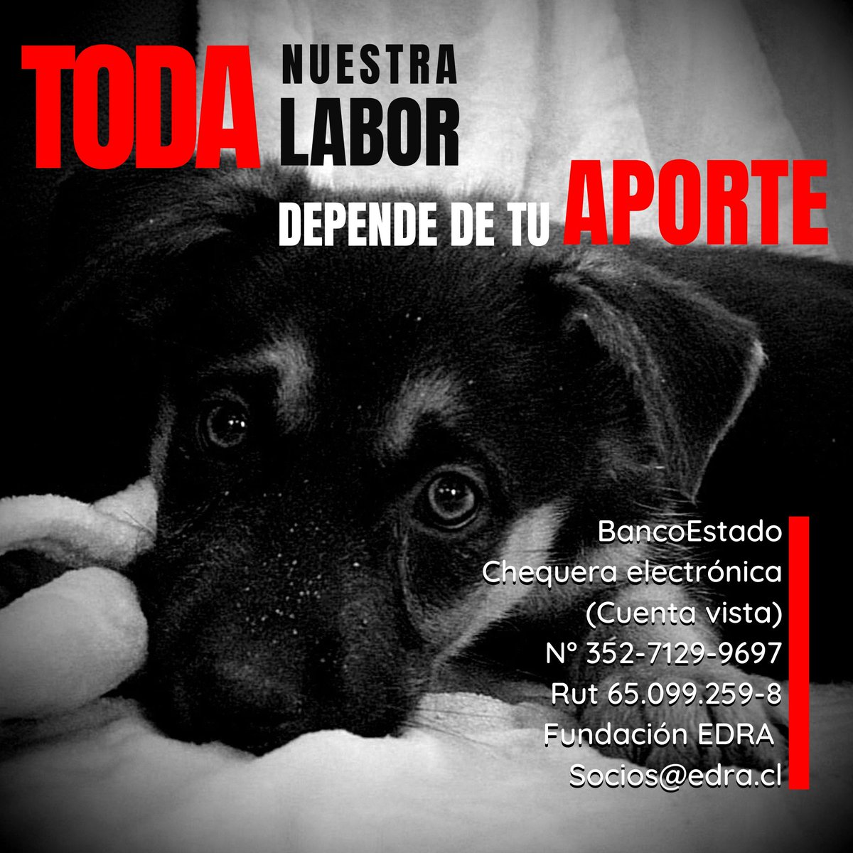 #FundacionEDRA (@edrachile) on Twitter photo BancoEstado
Chequera electrónica
(Cuenta vista)
N° 352-7129-9697
Rut 65.099.259-8
Fundación EDRA
Socios@edra.cl BancoEstado
Chequera electrónica
(Cuenta vista)
N° 352-7129-9697
Rut 65.099.259-8
Fundación EDRA
Socios@edra.cl