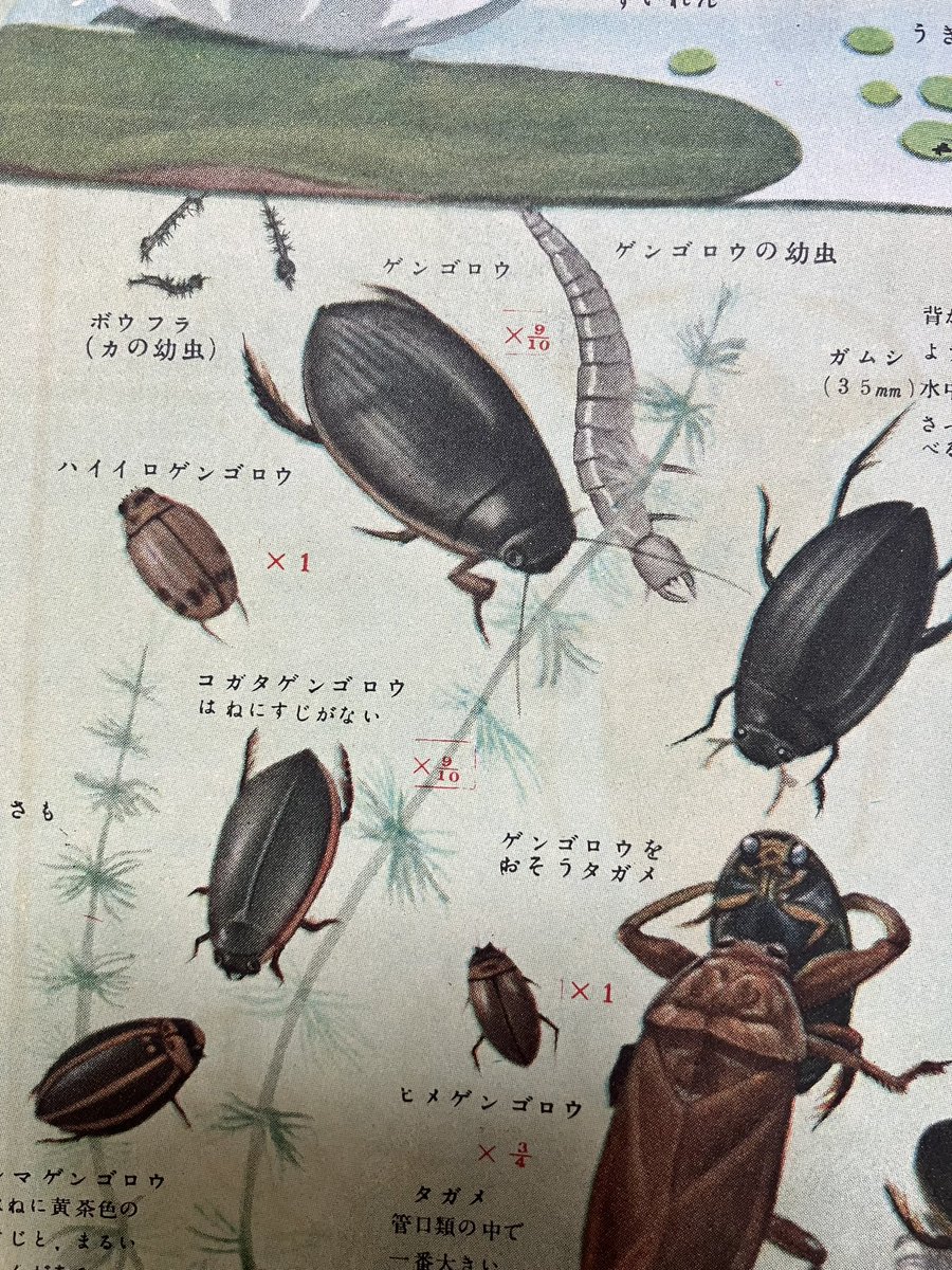 現代の学習図鑑の原型の一つである保育社の「学習昆虫図鑑」（昭和26年
