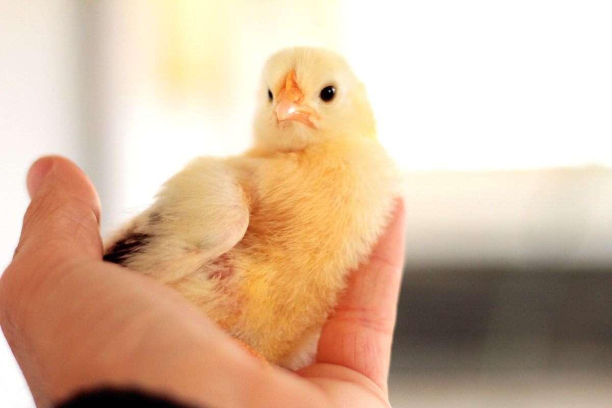 ¿Eres un criador de la Gallina Murciana o simplemente un amante de esta raza? Únete a AGAMUR, una asociación dedicada a la conservación y recuperación de la Gallina Murciana. ¡Juntos podemos hacer la diferencia! agamur.eu/socios/
 #GallinaMurciana #AGAMUR”