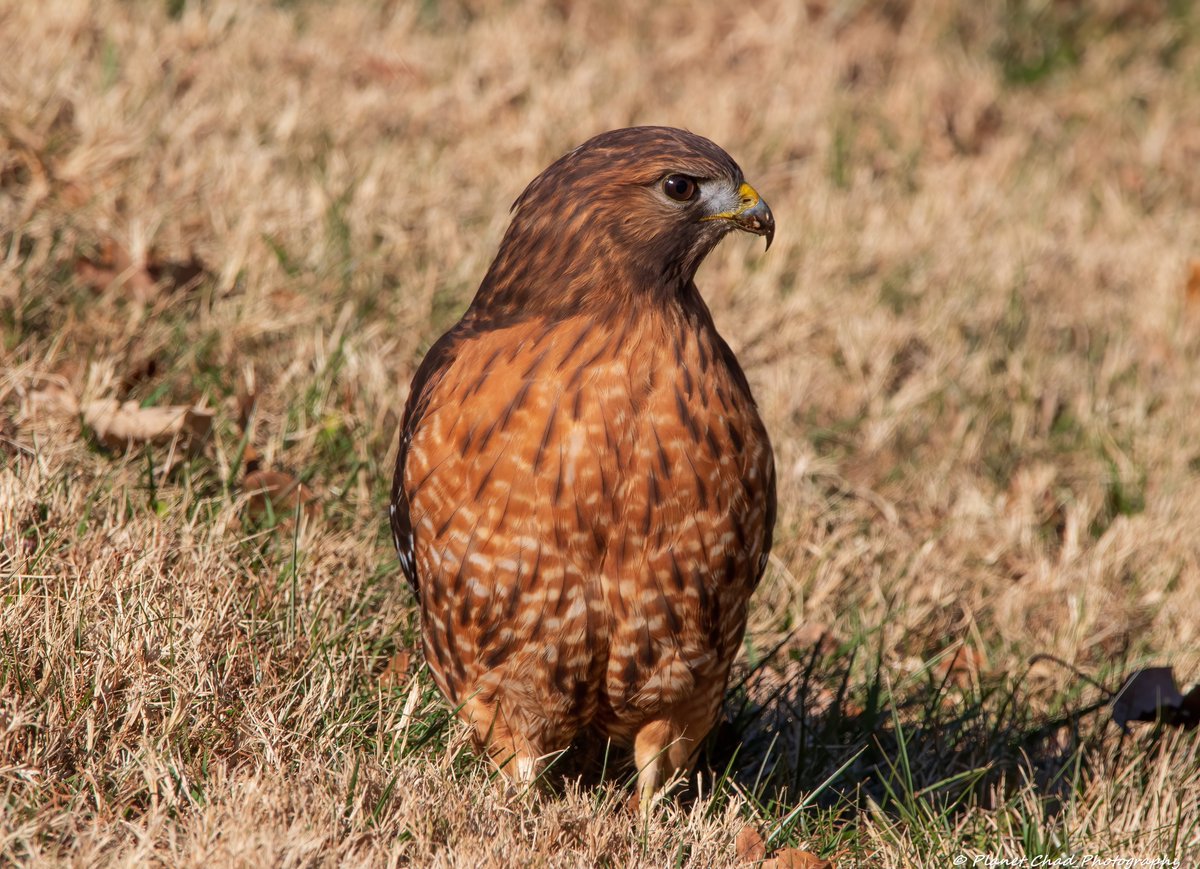 A red shouldered hawk on the ground looking strong as it scours the area for prey. I called this a strong pose due to how it is standing with its feet perfectly positioned and its look. pixels.com/featured/red-s… #hawk #nature #wildlife #wallart #birds