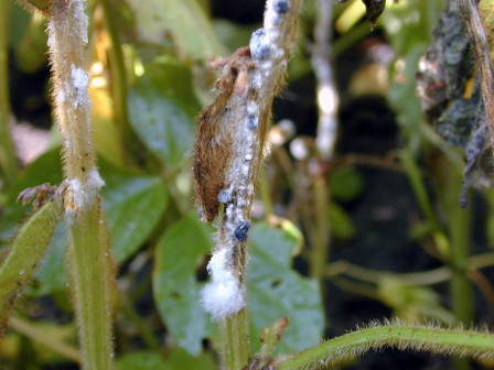 Crop Protection Network (@cropnetwork) on Twitter photo Check out "Creation of New Soybean Varieties with High Levels of Resistance to White Mold" from Extension at doi.org/10.31274/cpn-2…
@W_Webster74 @MN_Soil_Fungi <a href="/febina_m/">Febina Mathew</a> <a href="/drsinghak/">Asheesh Singh</a> <a href="/kabbage_lab/">Kabbage Lab</a> <a href="/badgercropdoc/">Damon L. Smith</a> <a href="/UWMadisonExt/">UW–Madison Division of Extension</a> <a href="/soydisease/">Soybean Diseases</a> #agtwitter Check out "Creation of New Soybean Varieties with High Levels of Resistance to White Mold" from Extension at doi.org/10.31274/cpn-2…
@W_Webster74 @MN_Soil_Fungi <a href="/febina_m/">Febina Mathew</a> <a href="/drsinghak/">Asheesh Singh</a> <a href="/kabbage_lab/">Kabbage Lab</a> <a href="/badgercropdoc/">Damon L. Smith</a> <a href="/UWMadisonExt/">UW–Madison Division of Extension</a> <a href="/soydisease/">Soybean Diseases</a> #agtwitter