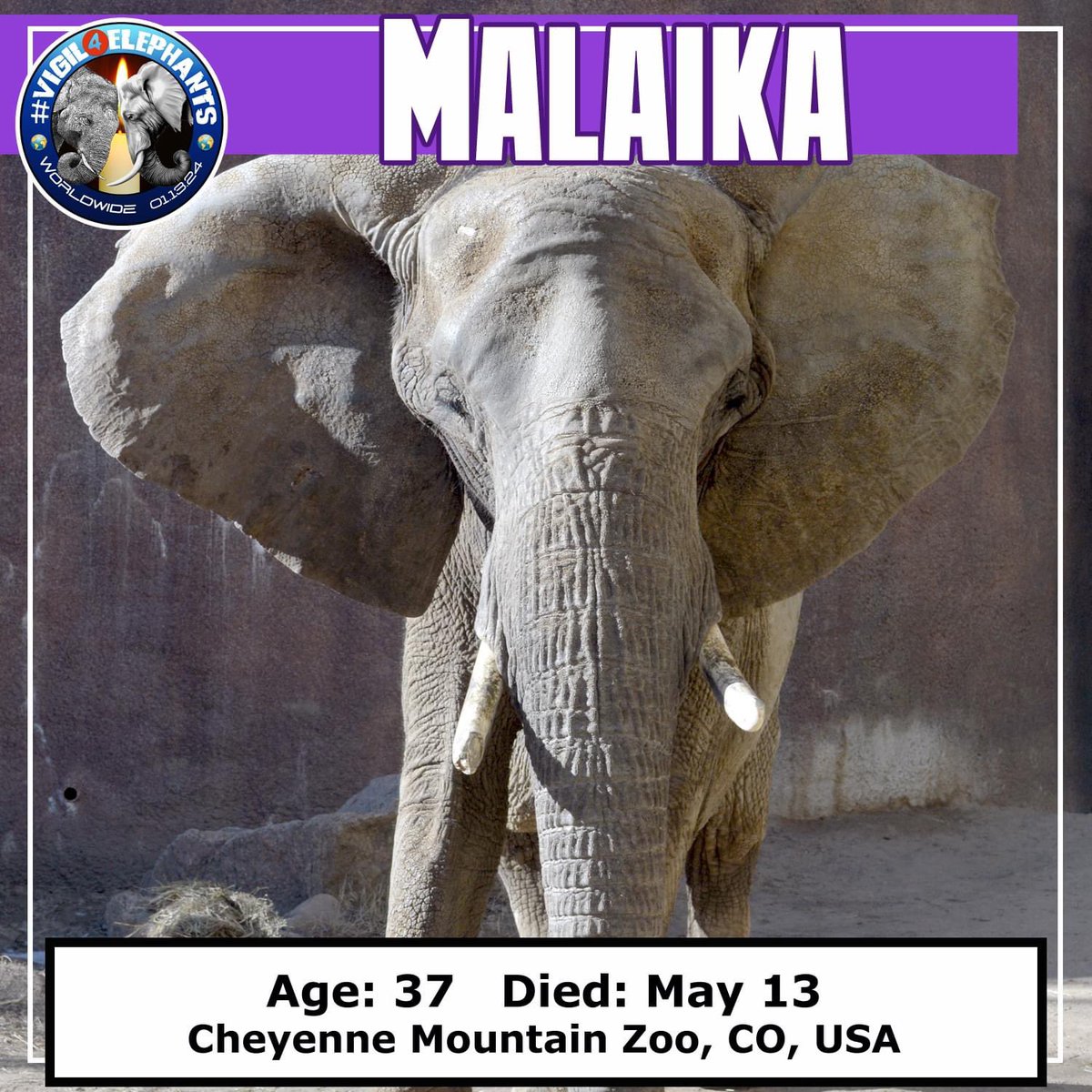 Sadly, Mother’s Day, May 13, was 37-year-old Malakai’s last day on earth. She was taken from her mother before the age of 2 and shipped thousands of miles from Africa to a private owner in Texas. Shortly after, she was moved to a wildlife theme park in California and then at 15,