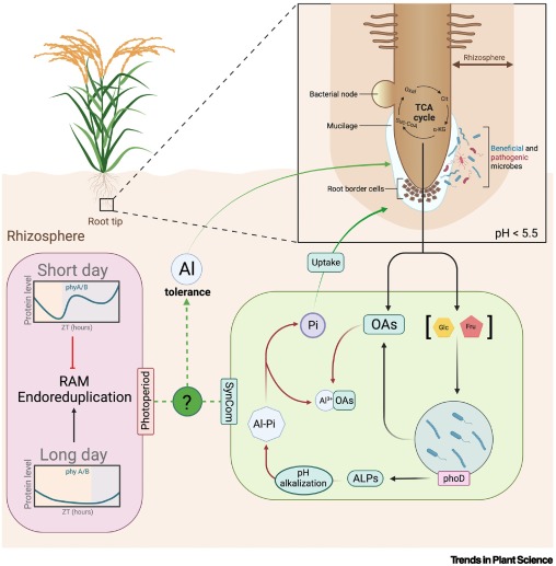 Two-for-one: root microbiota orchestrates both soil pH and plant nutrition dlvr.it/T09zp3
