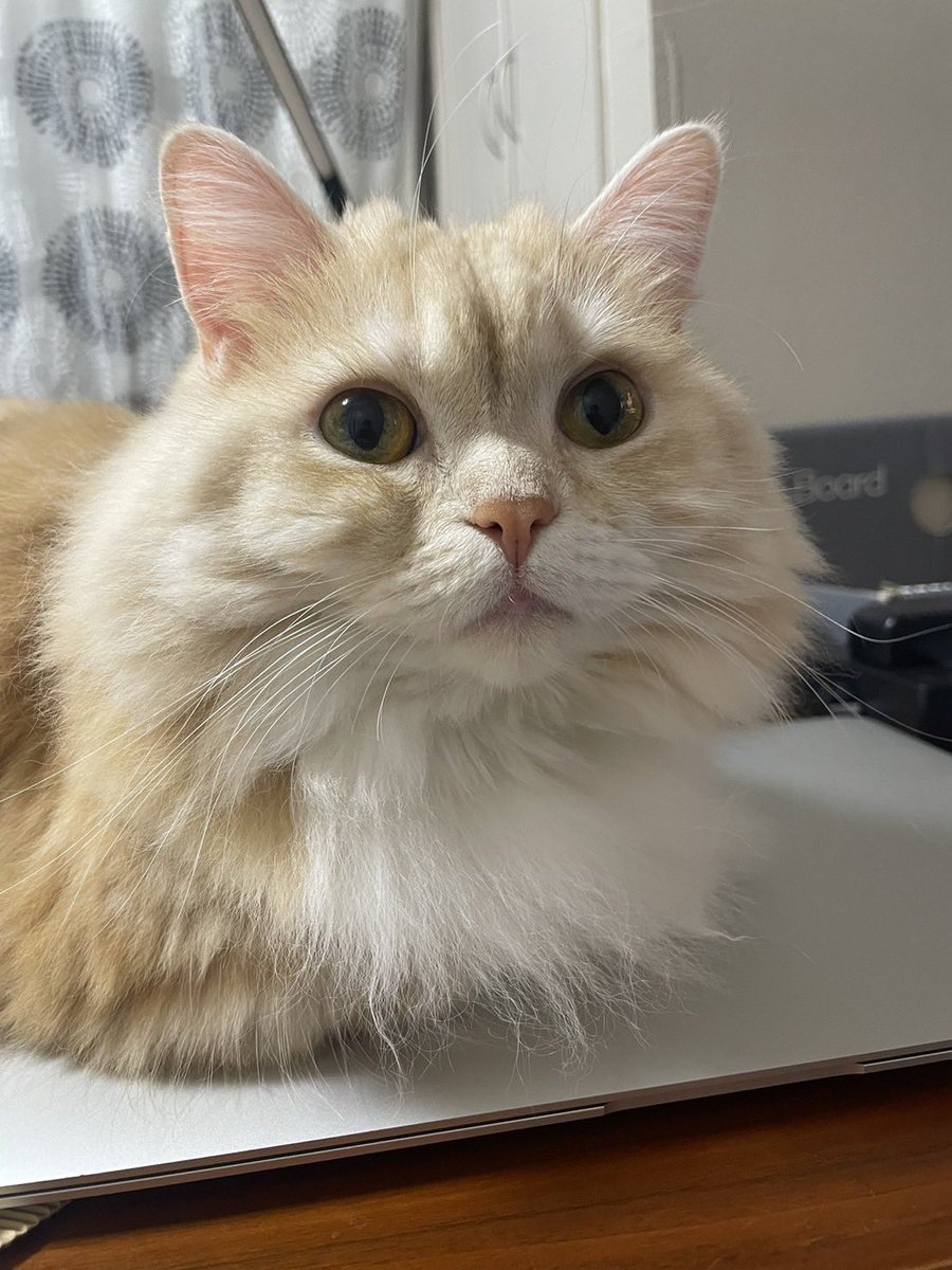 ぱっち:「おすまし顔れし。」
＃猫好きさんと繋がりたい 
＃猫のいる生活