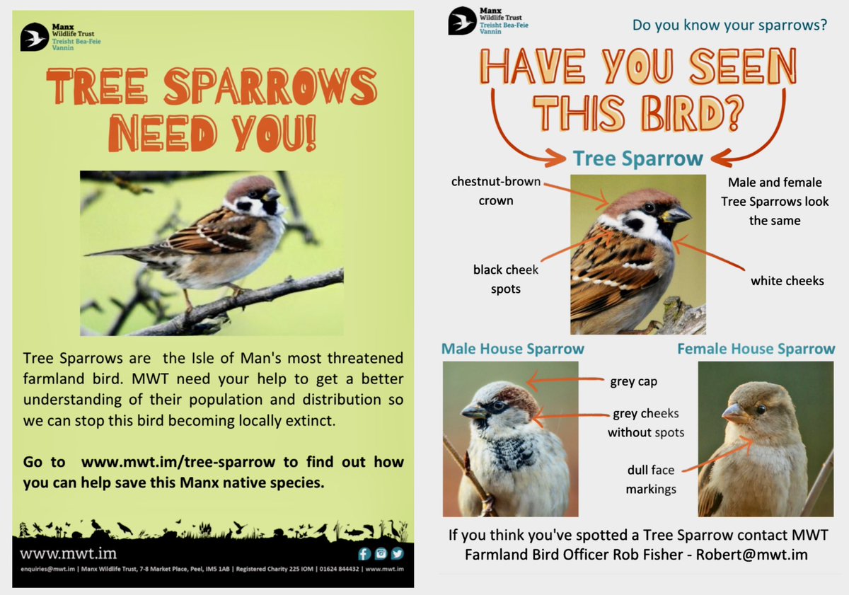Launching today… our #TreeSparrow Recovery Project! Can we save this bird from local extinction?! 🤞🤞 Please keep a lookout for this species and report any sightings.