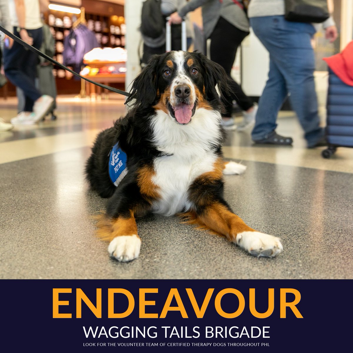 Start you Friday travels off right. Meet #PHLAirport Wagging Tails Brigade member Endeavour in the terminals from 9:30-11:30 am today. #airporttherapydogs